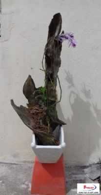 Lan giả hạc (Dendrobium anosmum)